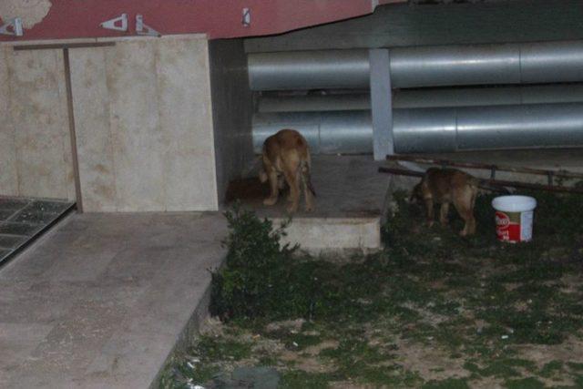 Üniversite Hastanesinin Bahçesi Köpek Barınağına Döndü