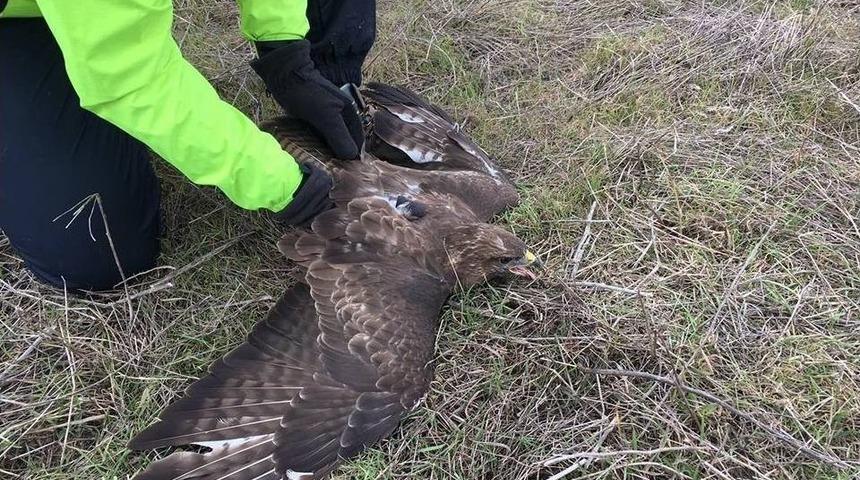 Yaralı Şahini Bisiklet&ccedil;iler Kurtardı