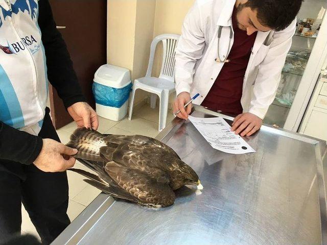 Yaralı Şahini Bisiklet&ccedil;iler Kurtardı 1