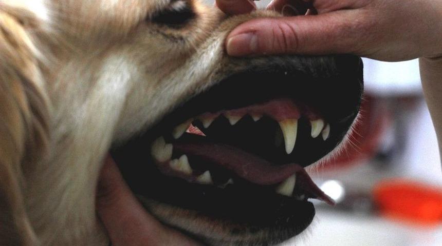 (&ouml;zel Haber) Evcil Hayvanlarda Erken Yaşta Diş Kayıplarına Dikkat