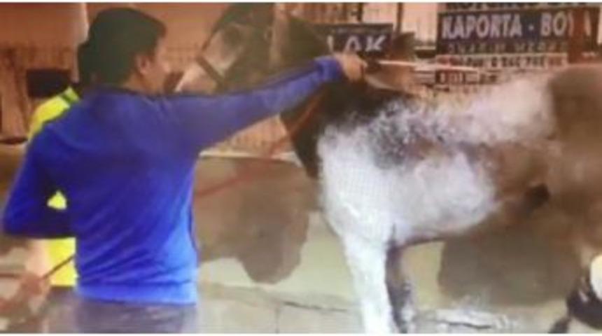 Ara&ccedil;larını Yıkamaya Gelen S&uuml;r&uuml;c&uuml;ler At G&ouml;r&uuml;nce Şaşırdı