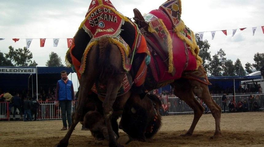 Nazilli&rsquo;de Develer Kıran Kırana G&uuml;reşti