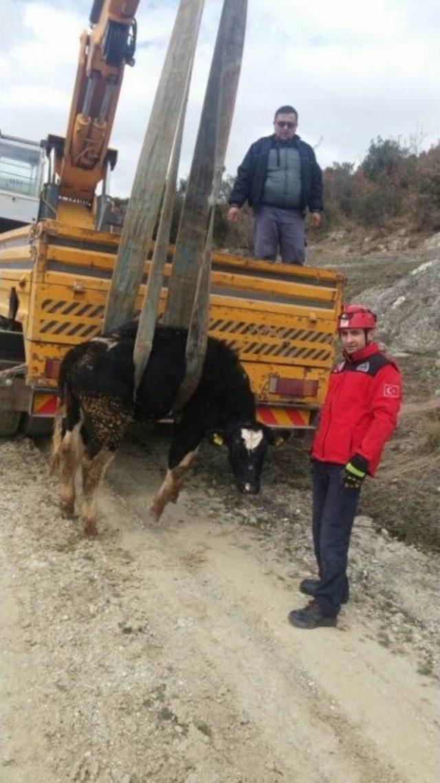 Mahsur Kalan İnek Vinç İle Kurtarıldı