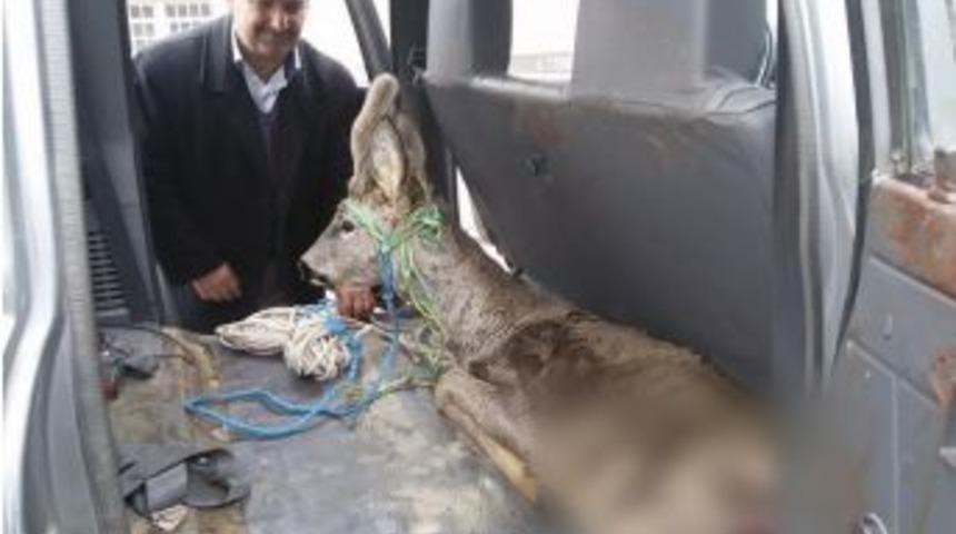 K&ouml;peklerin Saldırısına Uğrayan Karaca Tedavi Altına Alındı