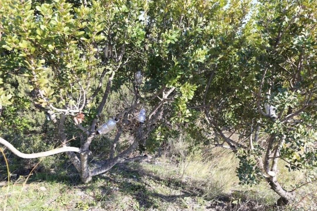 İzmir&rsquo;e 200 Bin Dekarlık Sakız Ormanı