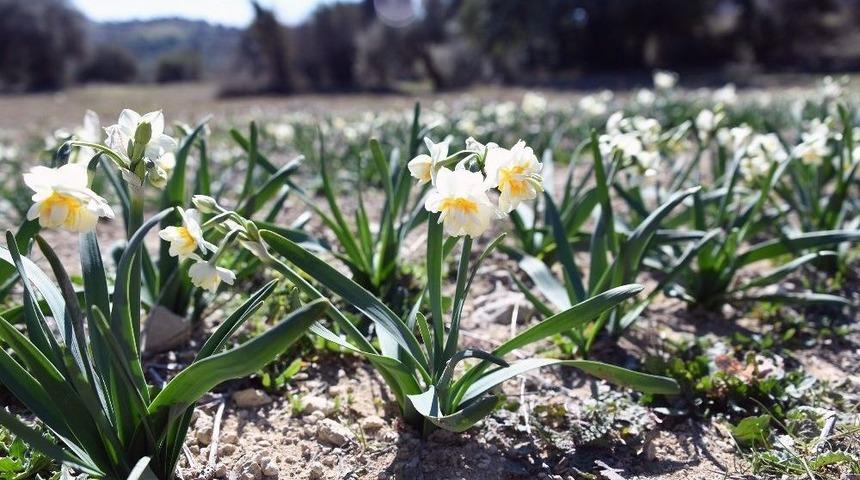 B&uuml;y&uuml;kşehir Belediyesi&rsquo;nin Dağıttığı Nergisler &Ccedil;i&ccedil;ek A&ccedil;tı