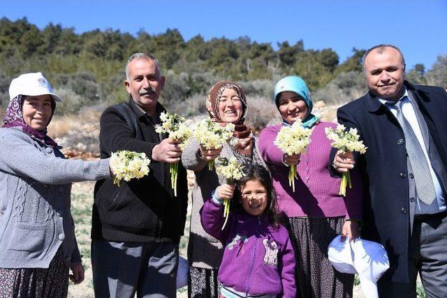Büyükşehir Belediyesi’nin Dağıttığı Nergisler Çiçek Açtı