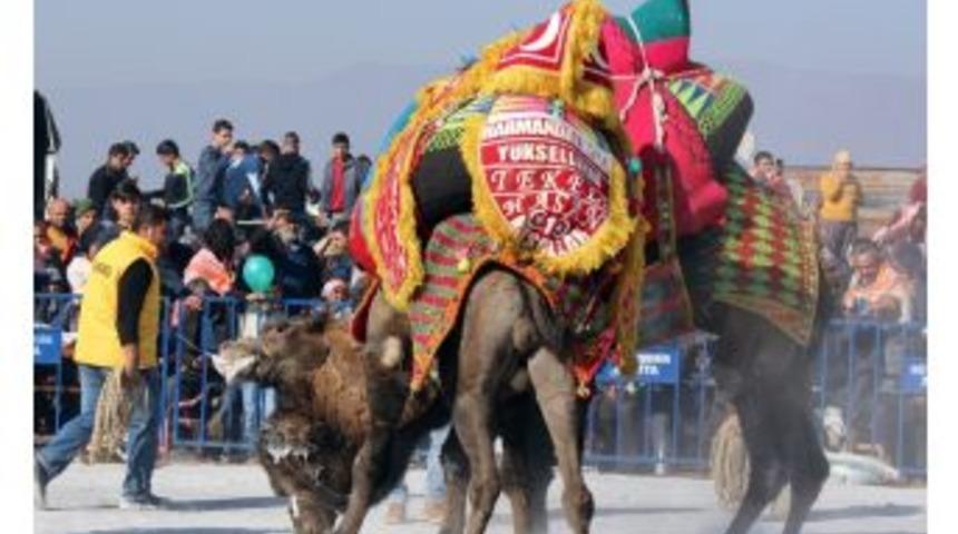 Salihli Deve G&uuml;reşi Festivaline Hazırlanıyor