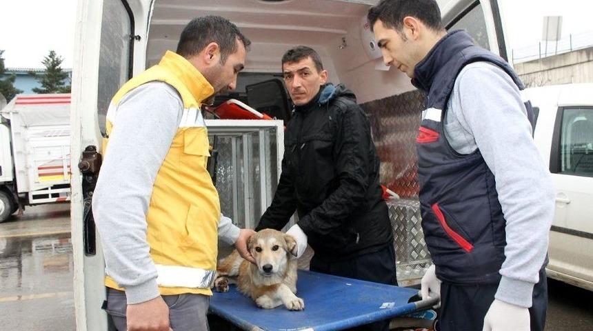 Ayakları Kırılan Hayvan İ&ccedil;in &Ouml;zel Ambulans