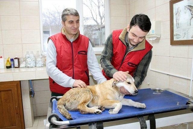 Ayakları Kırılan Hayvan İ&ccedil;in &Ouml;zel Ambulans 1