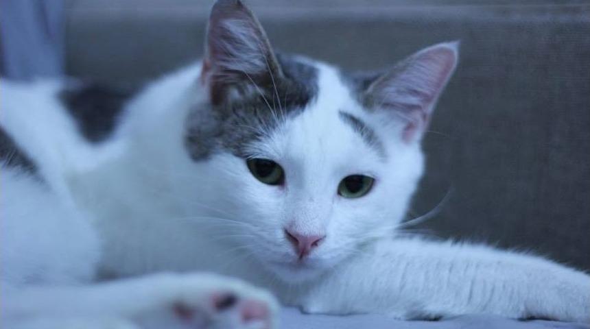 Kedilerde Nezle Salgını