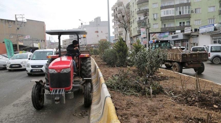 Cizre Belediyesi Ağa&ccedil; Budama &Ccedil;alışması Başlattı