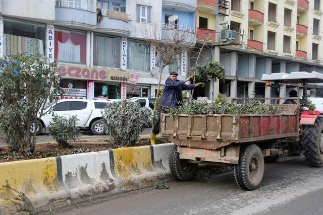 Cizre Belediyesi Ağaç Budama Çalışması Başlattı