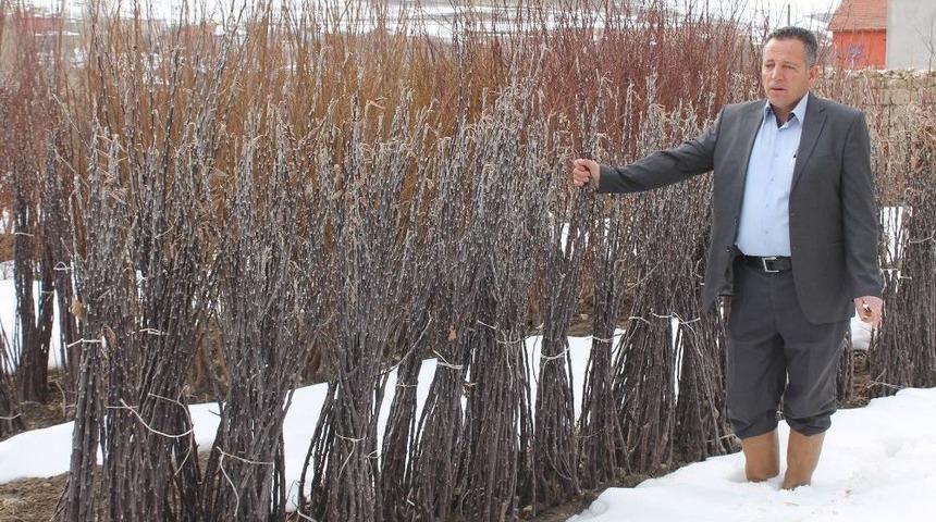 Elma &Uuml;retimi Tarihe Karışıyor