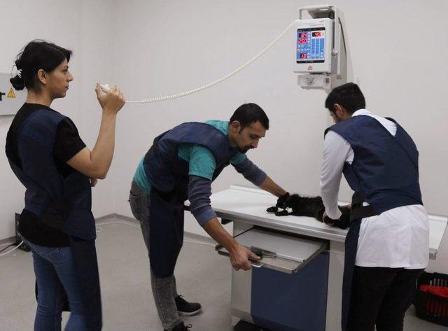 Sokakta Bulunan Yaralı Kedi Ameliyat Edildi 1