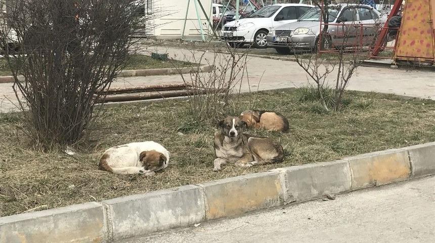 Alaplı’ya Bırakılan Köpekler İçin Belediye Alarmda