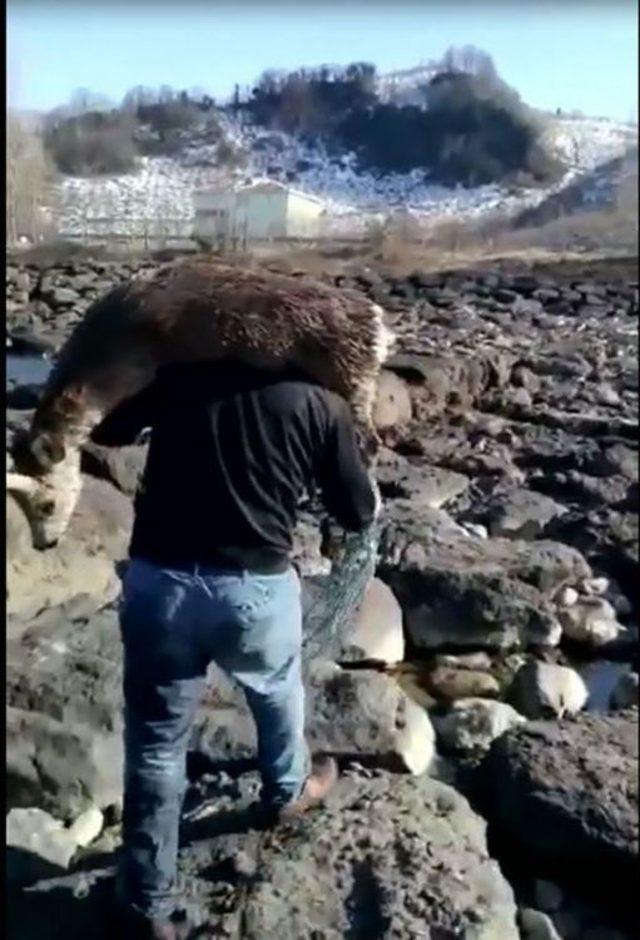 Denize Düşen Yaralı Karacayı Çıkartıp Sırtında Taşıdı 1