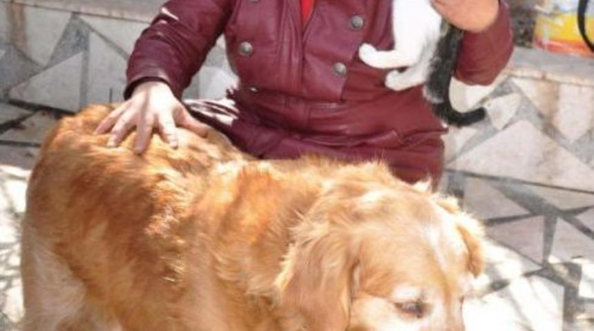 Sokak Hayvanlarının Annesi Oldu