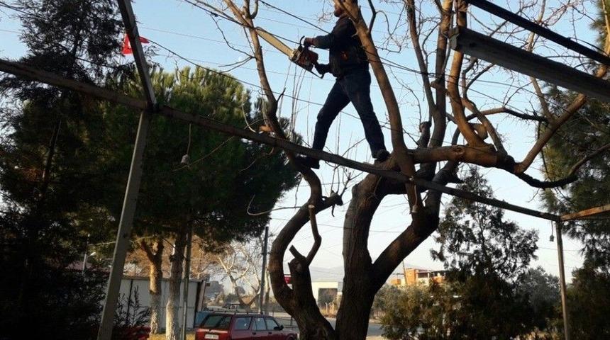 Elektrik Tellerine Dolanan Ağa&ccedil;lar Budanıyor