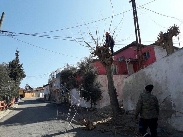 Elektrik Tellerine Dolanan Ağaçlar Budanıyor