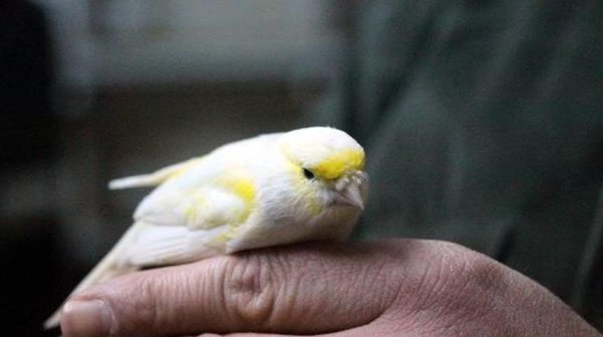 Kanarya Tutkusu Ile K&ouml;t&uuml; Alışkanlıklardan Kurtuldu