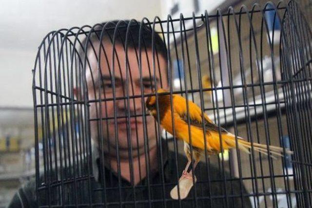 Kanarya Tutkusu Ile K&ouml;t&uuml; Alışkanlıklardan Kurtuldu 1