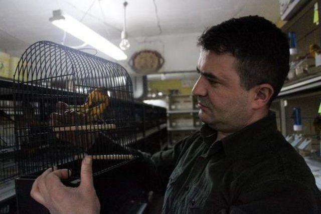 Kanarya Tutkusu Ile K&ouml;t&uuml; Alışkanlıklardan Kurtuldu 2