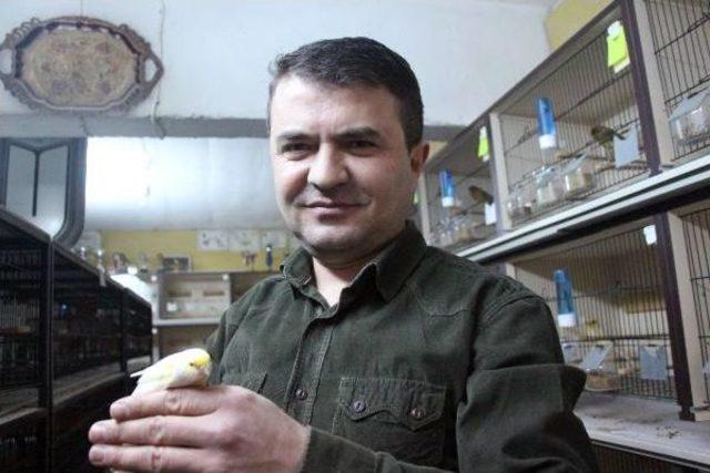 Kanarya Tutkusu Ile K&ouml;t&uuml; Alışkanlıklardan Kurtuldu 3