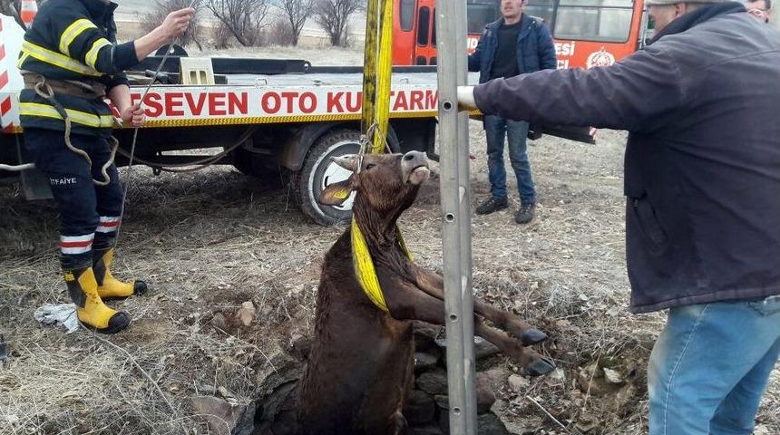 Kuyudan Kurtuldu, Kasaptan Kurtulamadı