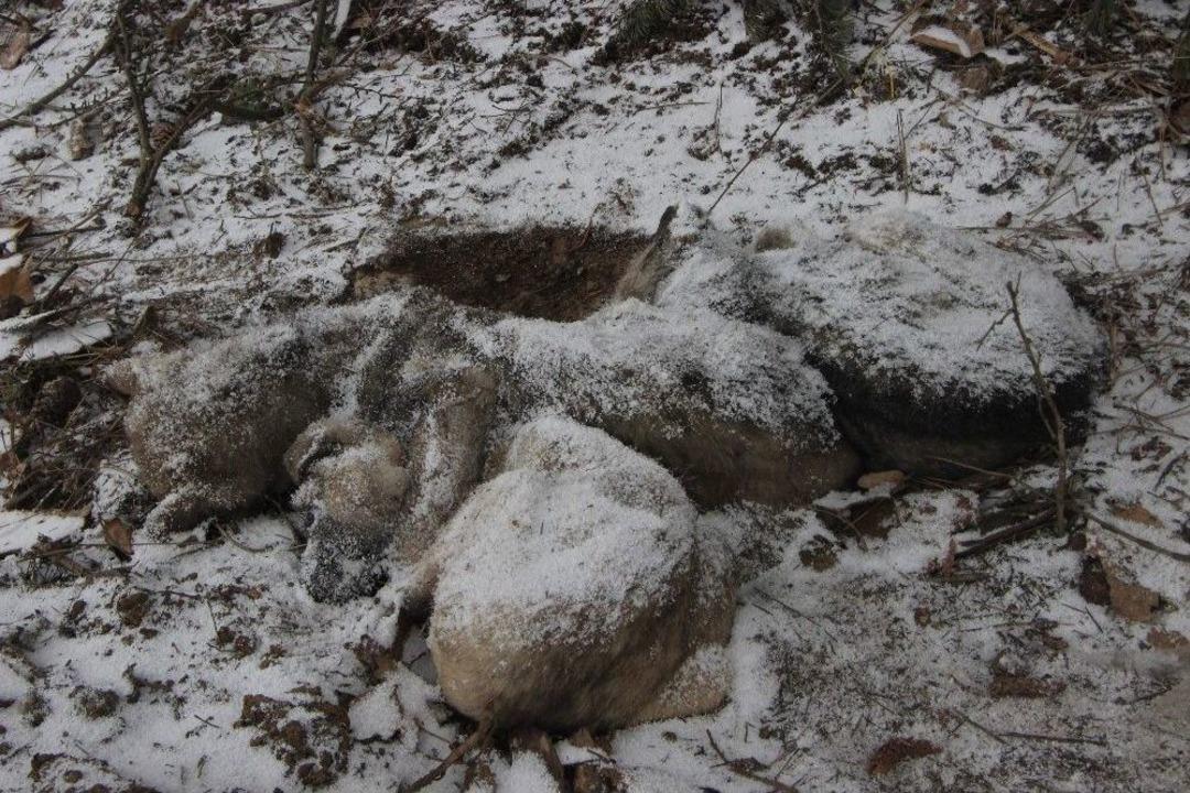 (&ouml;zel Haber) Karda K&ouml;pekler Bir Birlerine Sarılarak Dondu