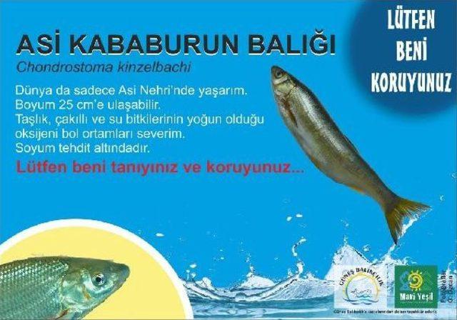 Kababurunu Balığını Koruma Için Çalışma Başlattı