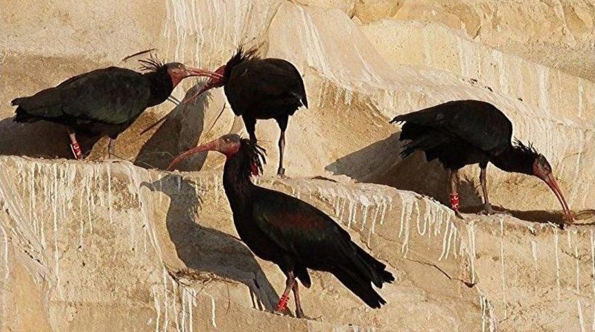 Koruma Altındaki 209 Kelaynak Doğaya Bırakıldı