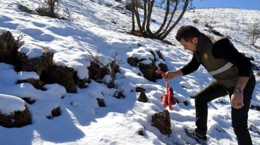 Yaban Hayvanları Için Kasaptan Et Alıp, Doğaya Bıraktılar