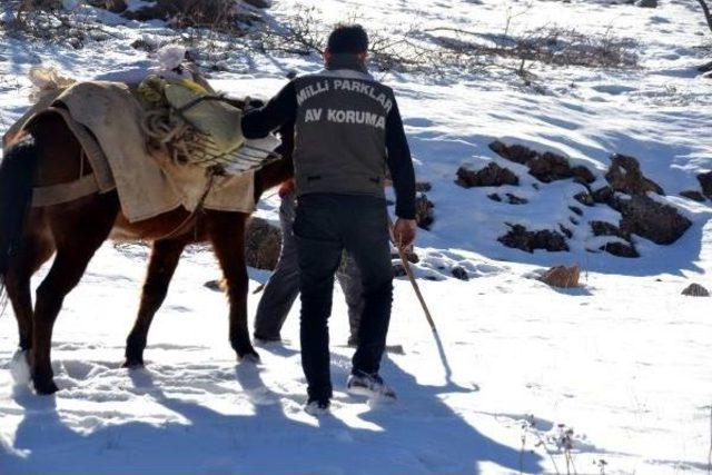 Yaban Hayvanları Için Kasaptan Et Alıp, Doğaya Bıraktılar