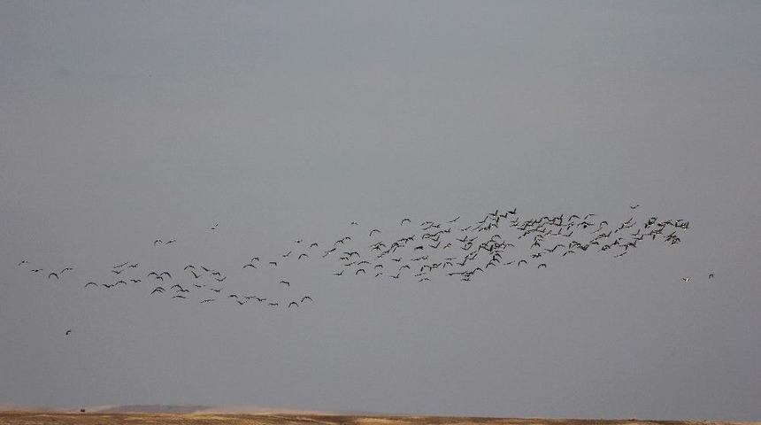 Kuşlar Yeniden Seyfe&rsquo;ye D&ouml;nd&uuml;
