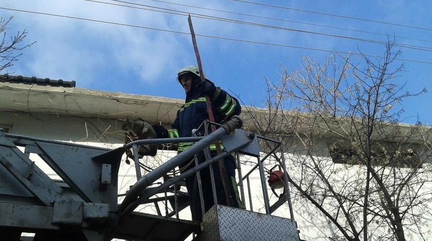 &Ccedil;atıda Mahsur Kalan Kediyi İtfaiye Kurtardı