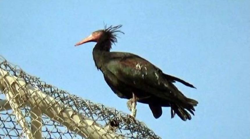 Kelaynaklar, &Uuml;remeleri I&ccedil;in Doğaya Bırakıldı