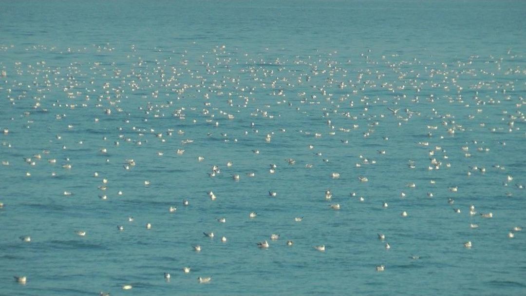 Karadeniz Martılarla Bir Başka G&uuml;zel
