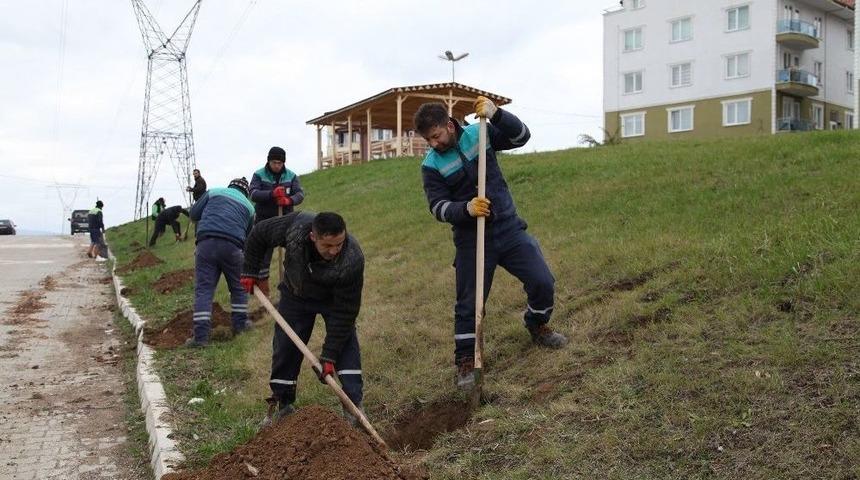 Daha Yeşil Başiskele İçin Çalışmalar Sürüyor