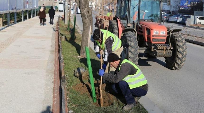 Edirne Ağa&ccedil;larla Nefes Alacak