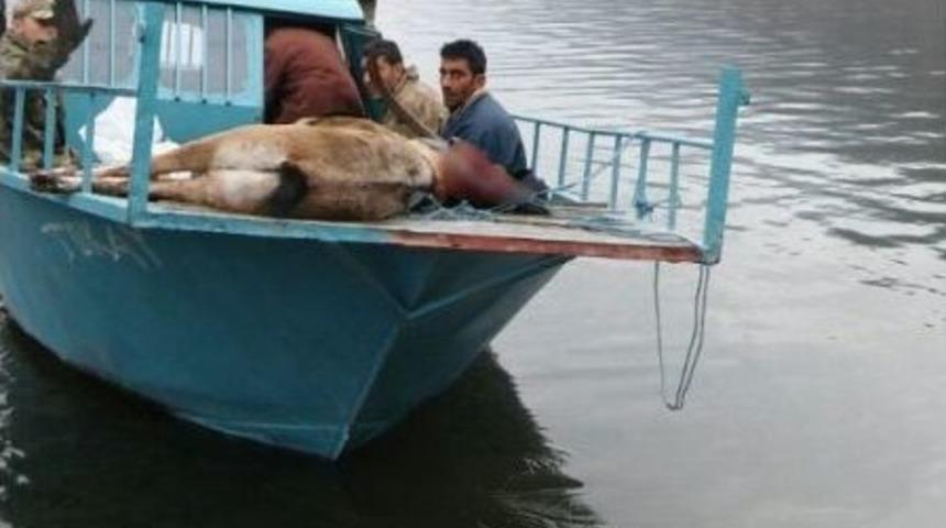 Dağ Keçisi Vuran Avcılara 28 Bin Tl Para Cezası Kesildi