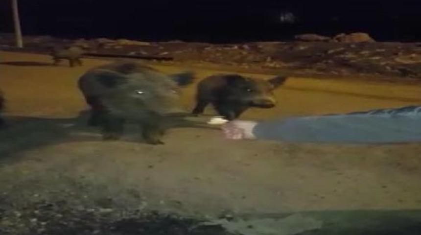 A&ccedil; Kalıp Tunceli Merkeze Inen Domuzları Elleriyle Beslediler