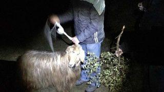 20 Gündür Kayalıklarda Mahsur Kalan Keçiyi Akut Kurtardı