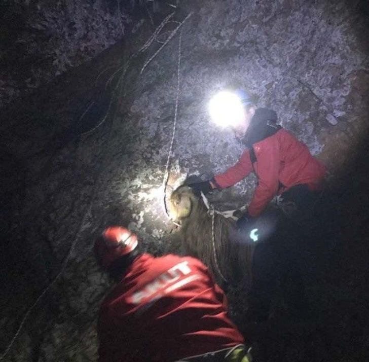 20 Gündür Kayalıklarda Mahsur Kalan Keçiyi Akut Kurtardı G1