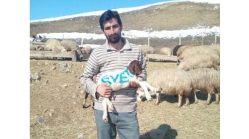 Erzincanlı &Ccedil;oban Referandum Oyunu Kuzusunun &Uuml;zerine Yazdı