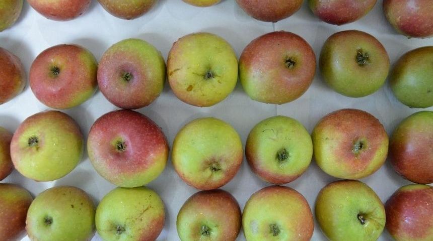 Amasya Elmasına Rakip &Ccedil;ıktı