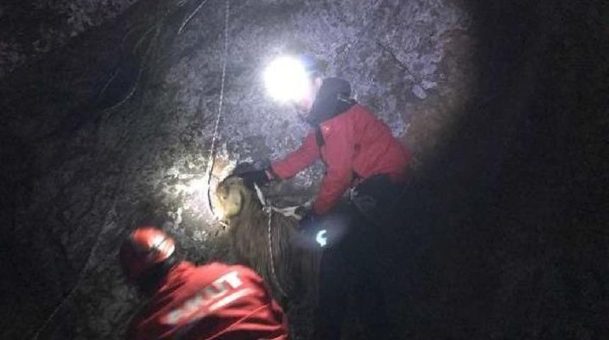 Akut, Kayalıklarda Mahsur Kalan Keçiyi Kurtardı