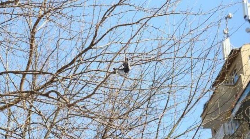 Ağa&ccedil;ta Asılı Kalan G&uuml;vercini Itfaiye Kurtardı