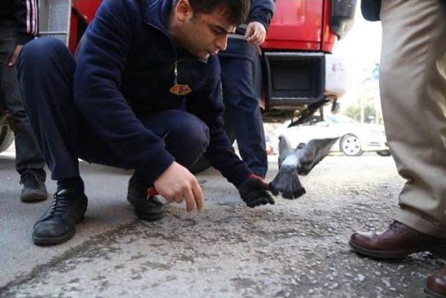 Ağaçta Asılı Kalan Güvercini Itfaiye Kurtardı