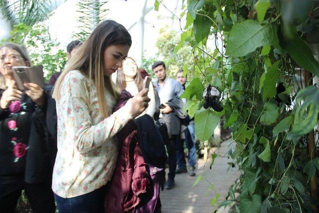 &Ccedil;ift Cinsiyetli Kelebek B&uuml;y&uuml;k İlgi G&ouml;rd&uuml; 2